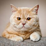 photo d'animaux