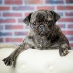 bulldog shooting
