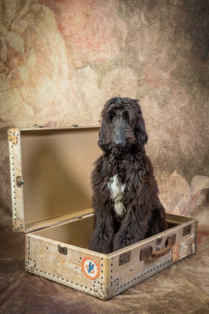 séance animaux studio althyc